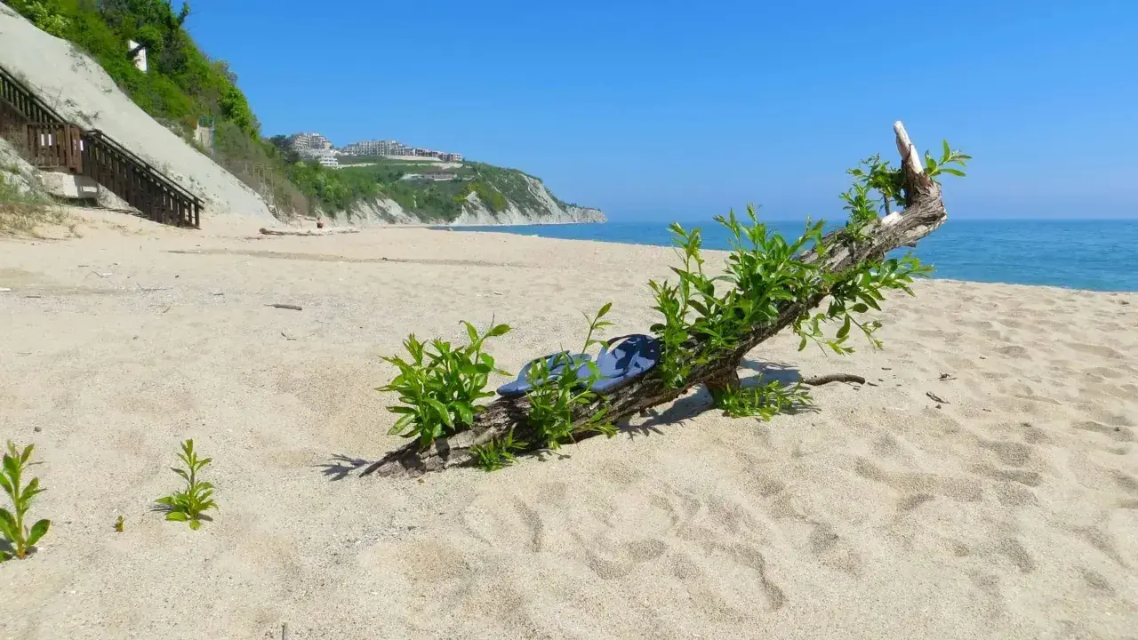Plaża nad Morzem Czarnym, gdzie leży Bułgaria. Dryfujące drewno z zielonymi pędami na piasku, w oddali klif z zabudowaniami.