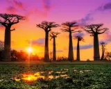 Aleja Baobabów na Madagaskarze o zachodzie słońca. Niezwykłe madagaskar atrakcje, które zachwycają o każdej porze dnia.