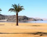 Plaża nad Morzem Czerwonym z palmą i górami w tle. Słońce rzuca cień na piasek.