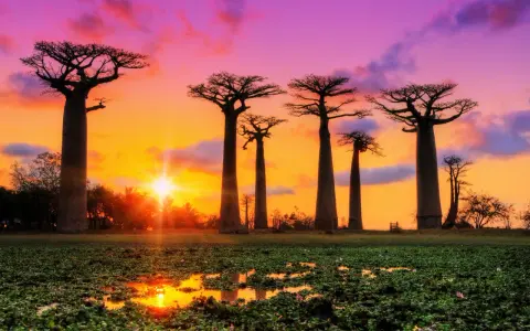 Aleja Baobabów na Madagaskarze o zachodzie słońca. Niezwykłe madagaskar atrakcje, które zachwycają o każdej porze dnia.