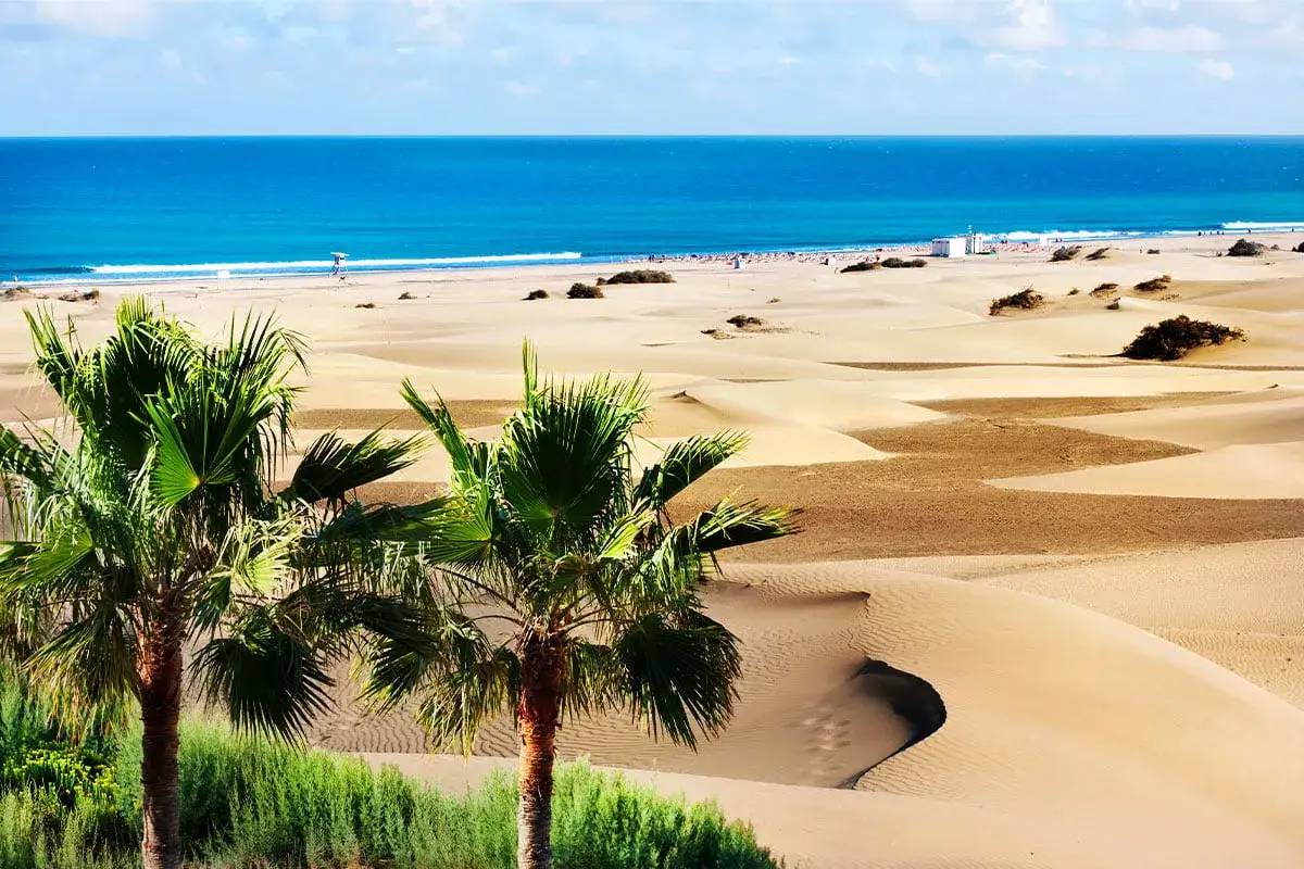 Dwie palmy na tle piaszczystych wydm i błękitnego oceanu na Gran Canaria.