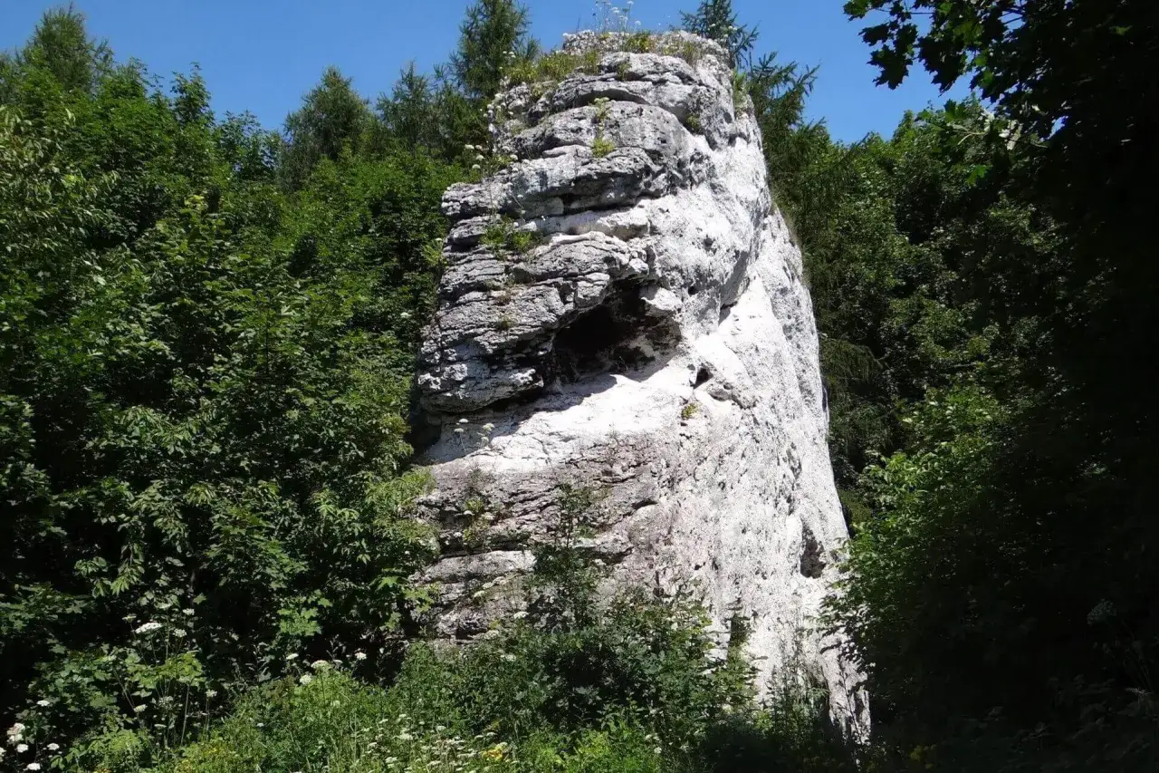 Wysoka, biała skała otoczona zielenią, przypominająca fragmenty skalnego miasta w okolicach Krakowa.