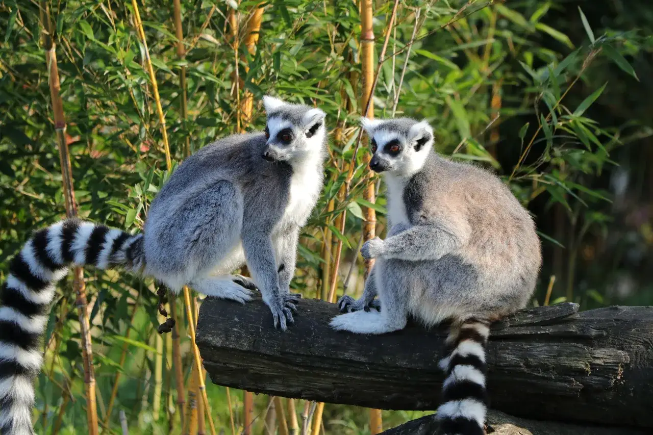 Dwa lemury katta z charakterystycznymi ogonami siedzą na pniu. To jedne z najpiękniejszych madagaskar atrakcje.